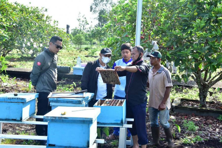 Bahri Petani Lebah Madu Sukses Asal Bengkalis Raup Jutaan Rupiah Perbulan, Ikuti Kiatnya