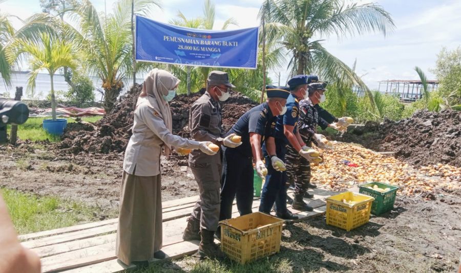 Bea Cukai Bengkalis Musnahkan 28 Ton Mangga Ilegal dari Thailand