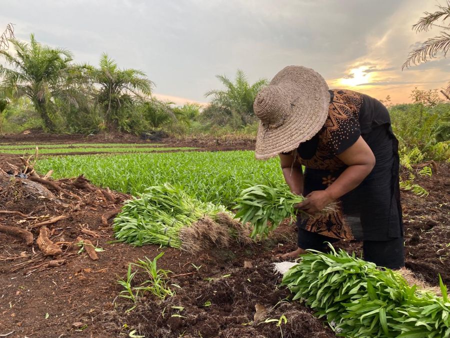 Kilang Pertamina Unit Sungai Pakning Sukses Ciptakan Pelopor Tani Siaga Karhutla