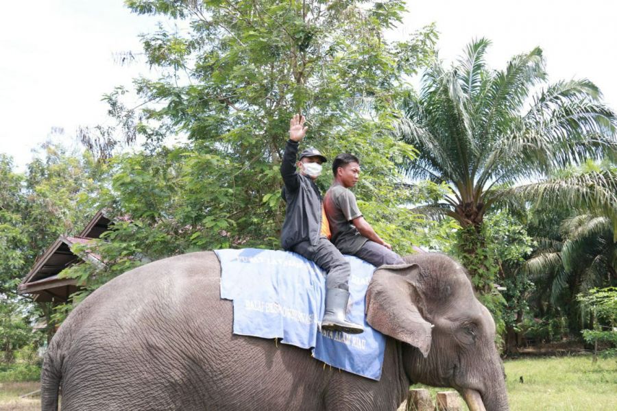 Nikmati Sensasi Nunggang Gajah Sarma Bersama Wabup Bengkalis Bagus Santoso