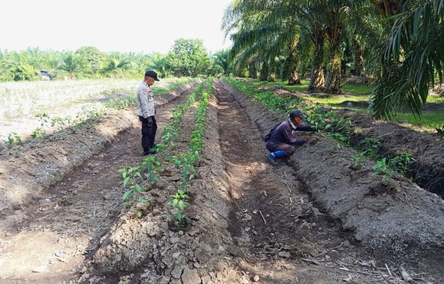 Pantau Penanaman Cabai, Kapolsek Bukit Batu Laksanakan Program Asta Cita Presiden Republik Indonesia