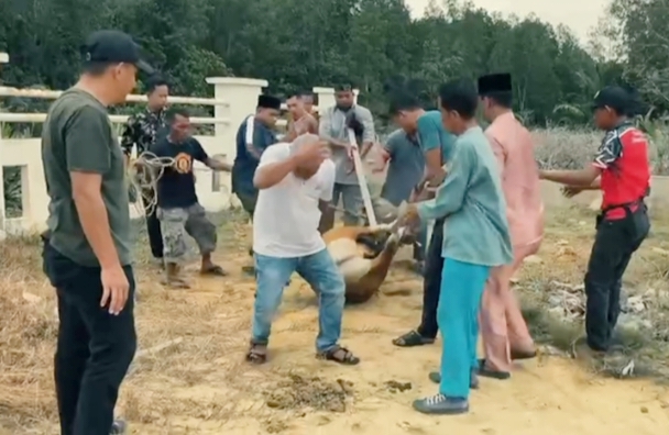 Pemerintah Kecamatan Bukit Batu Qurban 1 Ekor Sapi, Camat: Untuk Bersedekah Kepada Sesama