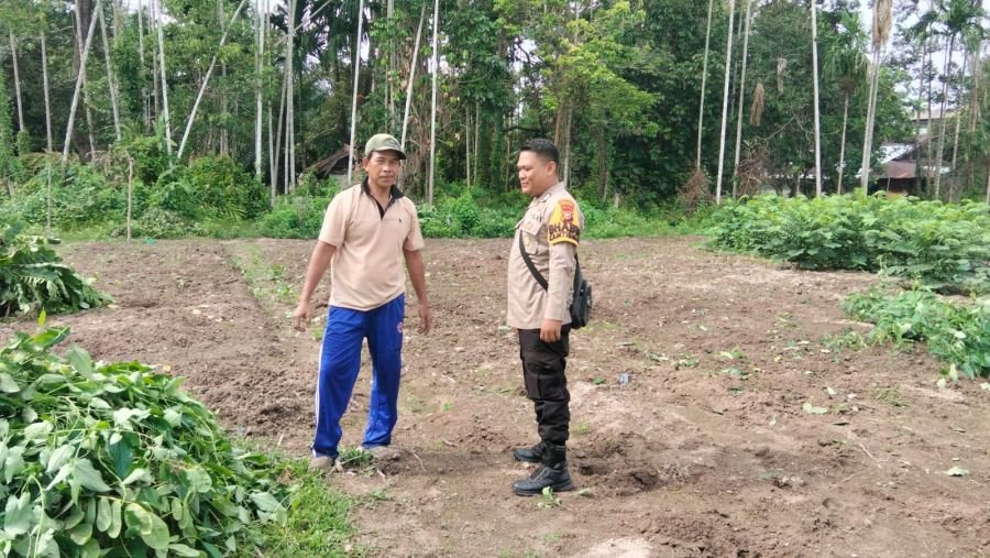 Realisasikan Program Ketahanan Pangan Nasional, Polsek Bukit Batu  Tinjau Lahan Penanaman Jagung