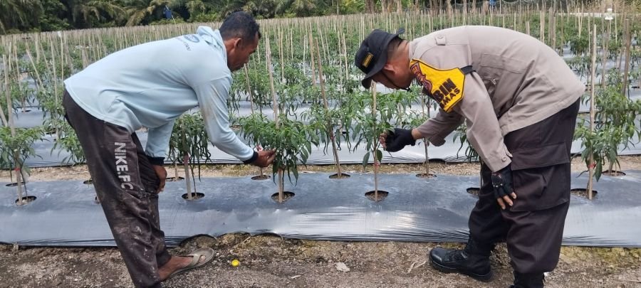 Sambangi Petani Cabai, Bhabinkamtibmas Bukit Batu Semangati Warga Jaga Ketahanan Pangan