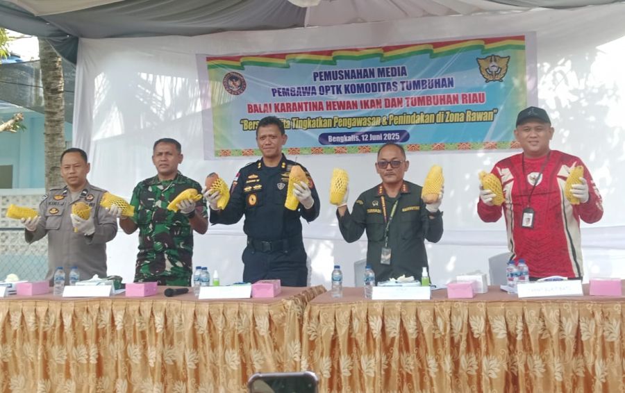 Sinergi Bersama antara Karantina dan Bea Cukai Bengkalis, Musnahkan 25,9 ton Mangga Ilegal