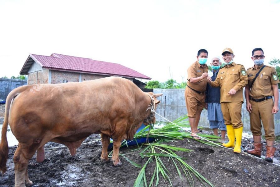 Wabup Bagus Santoso Lepas Sapi Qurban Pilihan Presiden RI Jokowi dari Bengkalis