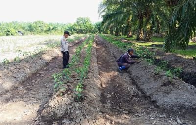 pantau-penanaman-cabai-kapolsek-bukit-batu-laksanakan-program-asta-cita-presiden-republik-indonesia