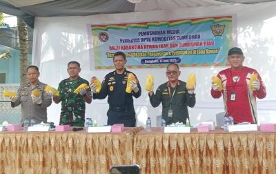 sinergi-bersama-antara-karantina-dan-bea-cukai-bengkalis-musnahkan-259-ton-mangga-ilegal